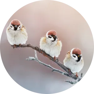 Winter birds