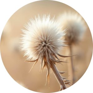 Gedroogde distel