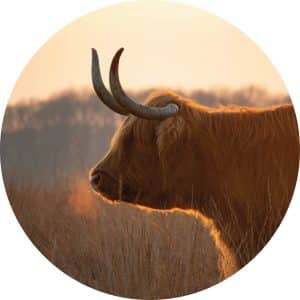 Highlander by sunset