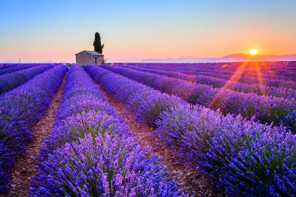 Lavendel