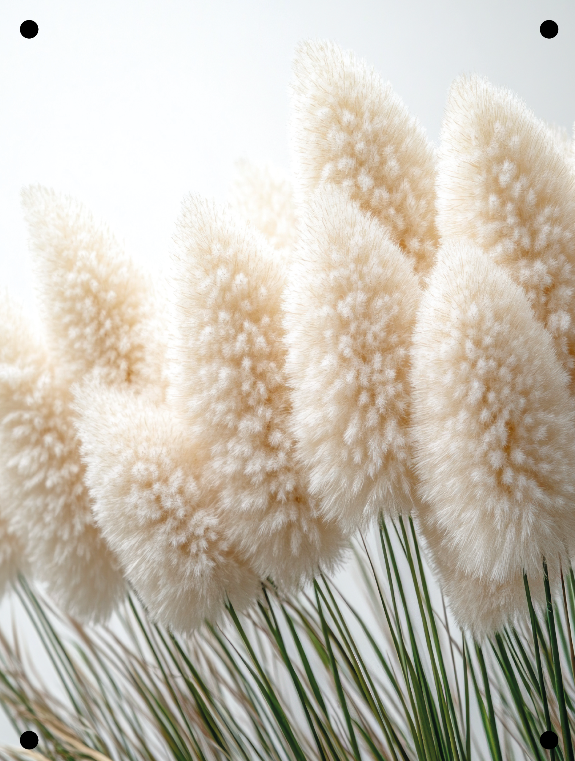 Fluffy pampas