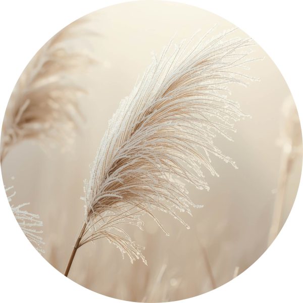 Beige plants 11
