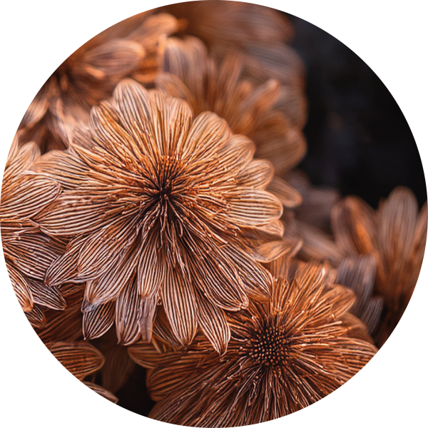 Brown flowers