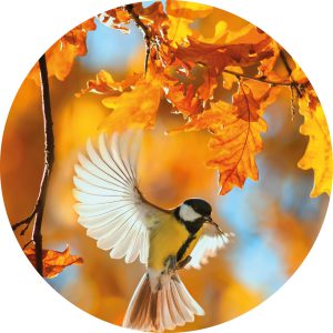 Herfst vogel