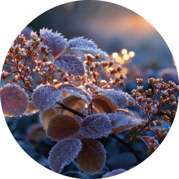 Frost covered plant