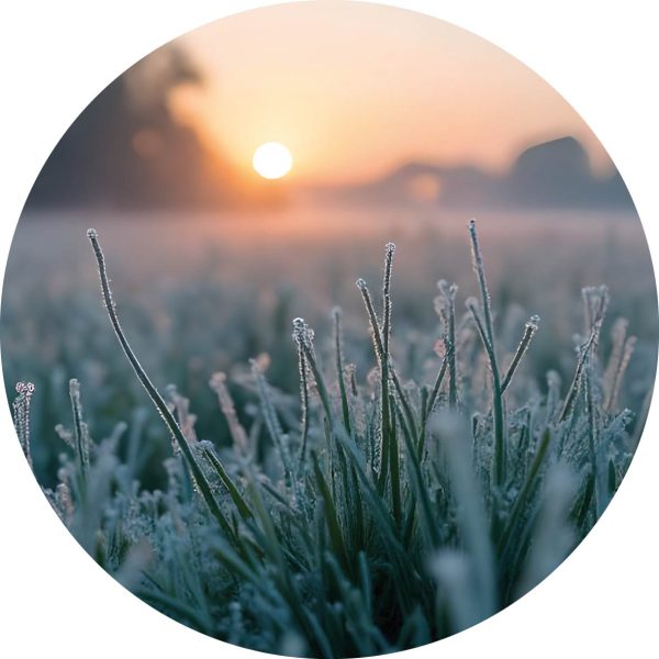 Frosted grass