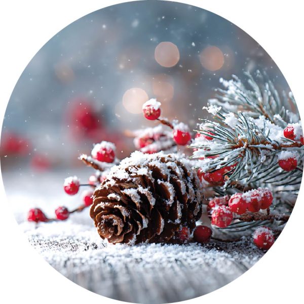 Snowy pine cone