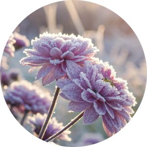 Pink garden flowers